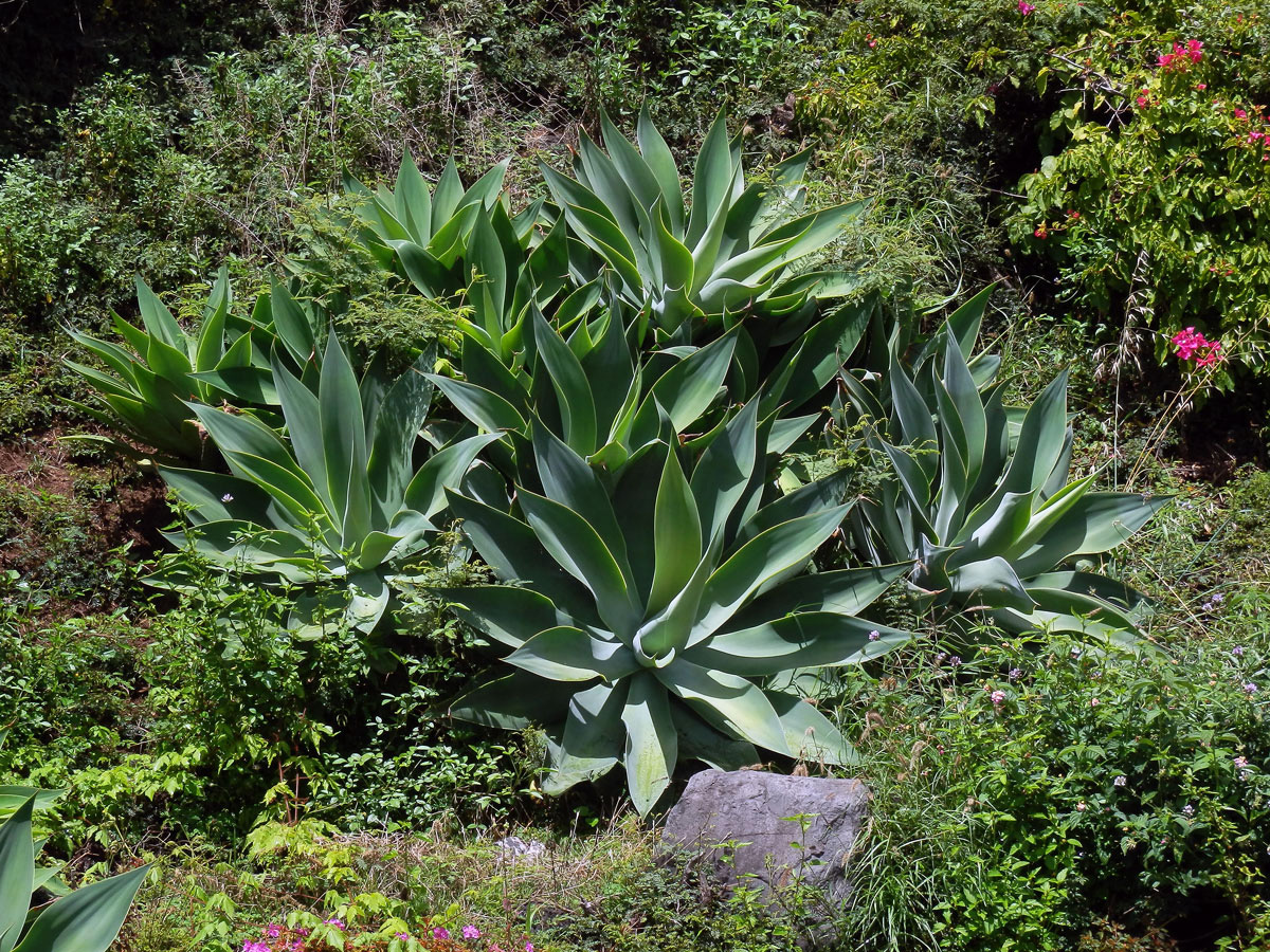 Agáve (Agave attenuata Salm-Dyck)