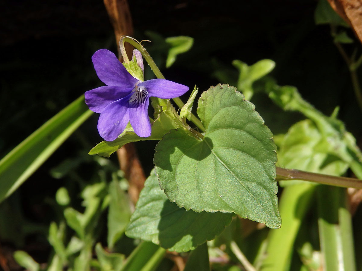 Violka lesní (Viola reichenbachiana Bor.)