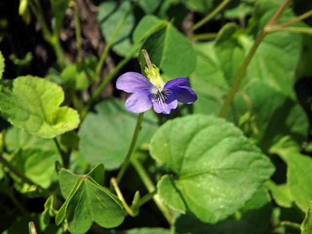 Violka lesní (Viola reichenbachiana Bor.)