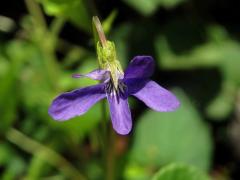 Violka lesní (Viola reichenbachiana Bor.)