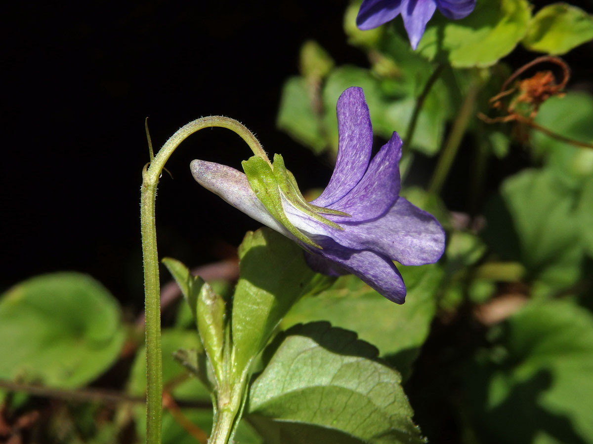 Violka lesní (Viola reichenbachiana Bor.)