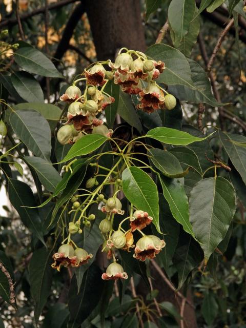 Brachychiton topolový (Brachychiton populneus (Schott & Endl.) R. Br.)