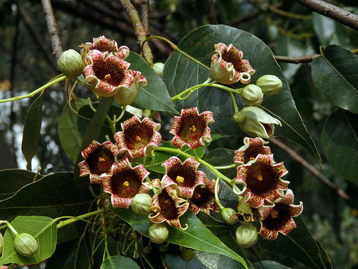 Brachychiton topolový (Brachychiton populneus (Schott & Endl.) R. Br.)