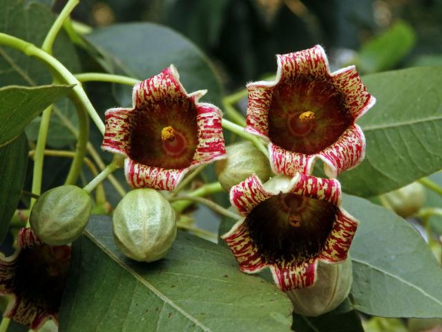 Brachychiton topolový (Brachychiton populneus (Schott & Endl.) R. Br.)