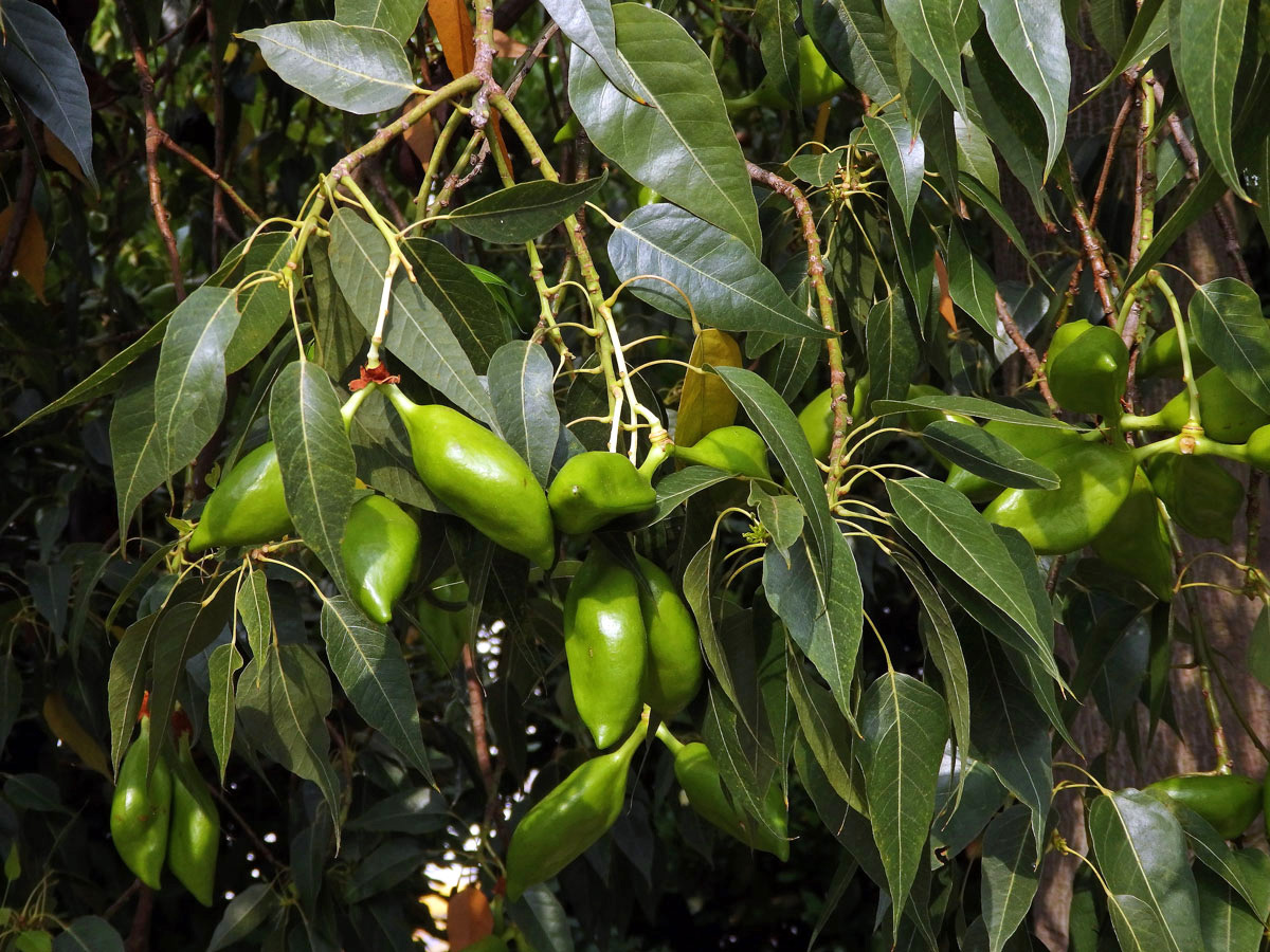 Brachychiton topolový (Brachychiton populneus (Schott & Endl.) R. Br.)