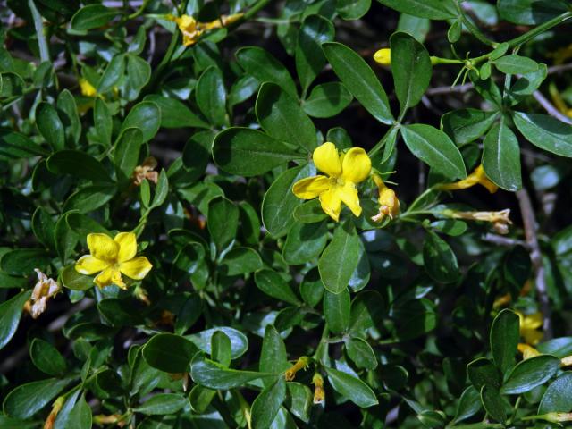 Jasmín křovitý (Jasminum fruticans L.)