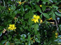 Jasmín křovitý (Jasminum fruticans L.)    