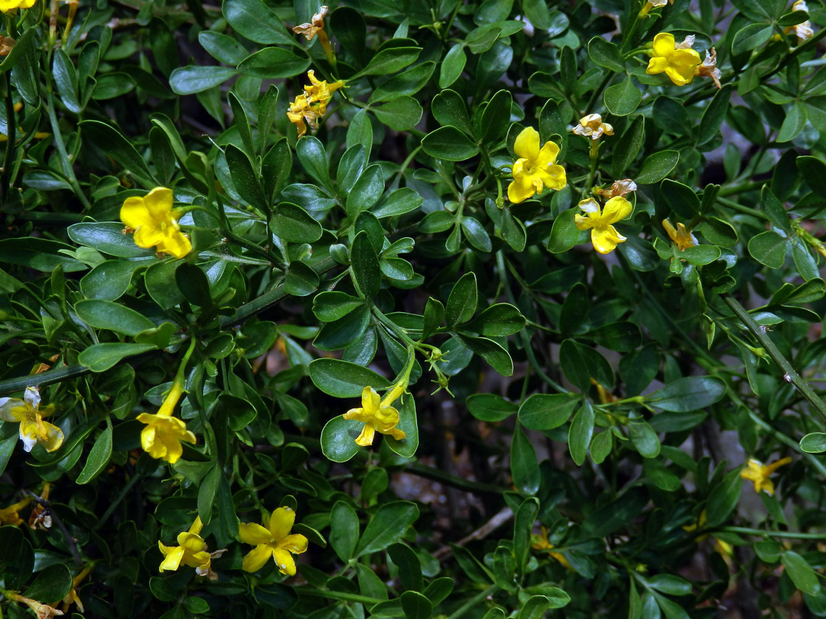 Jasmín křovitý (Jasminum fruticans L.)