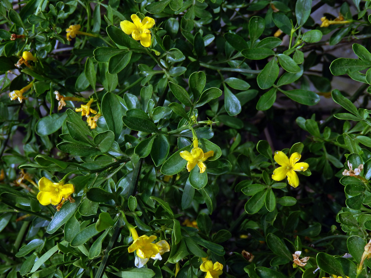 Jasmín křovitý (Jasminum fruticans L.)