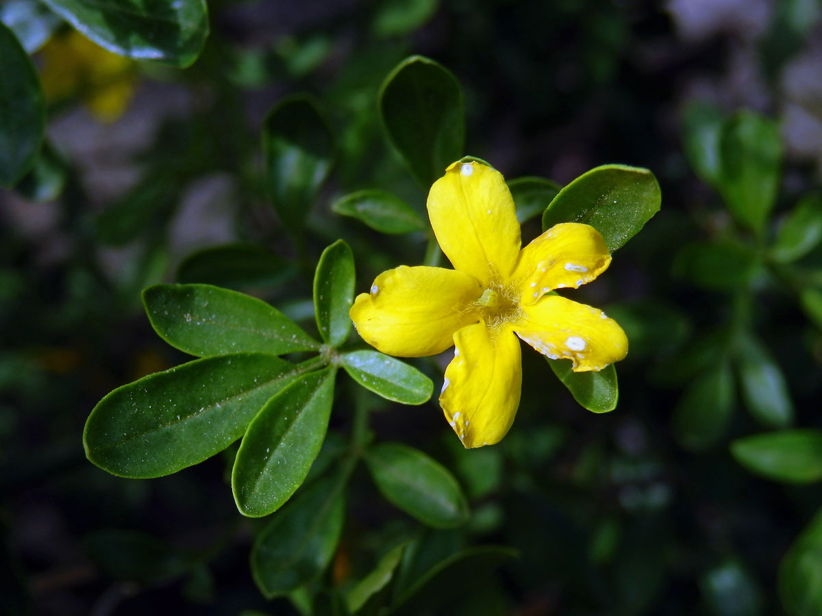 Jasmín křovitý (Jasminum fruticans L.)