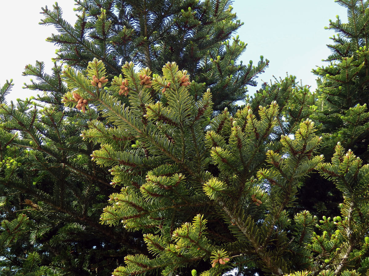 Jedle bělokorá (Abies alba Mill.)