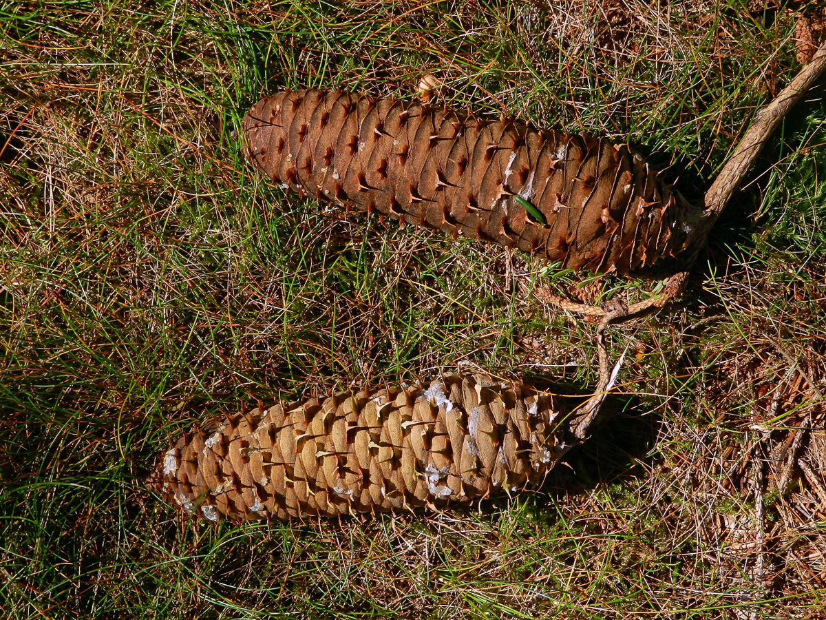 Jedle bělokorá (Abies alba Mill.)