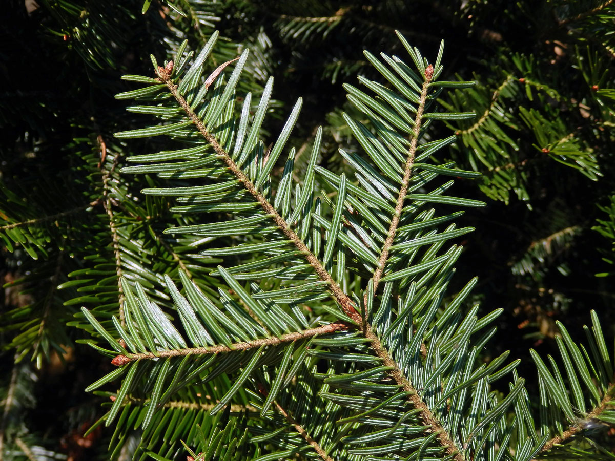 Jedle bělokorá (Abies alba Mill.)