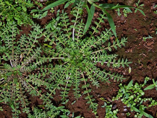 Vranožka podvojná (Lepidium didymum L.)