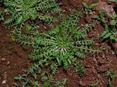 Vranožka podvojná (Lepidium didymum L.)