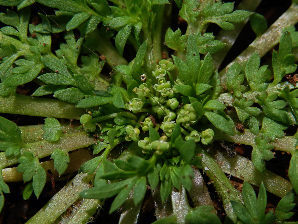 Vranožka podvojná (Lepidium didymum L.)