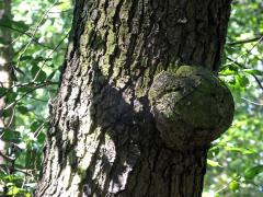 Tumor na olši lepkavé (Alnus glutinosa (L.) Gaertn.) (21)