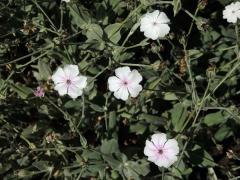 Kohoutek věncový (Lychnis coronaria Desr.) se světlými květy