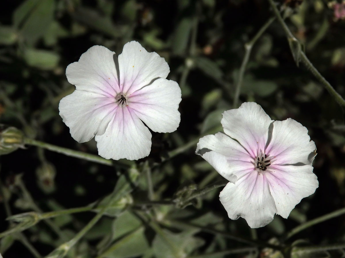 Kohoutek věncový (Lychnis coronaria Desr.) se světlými květy