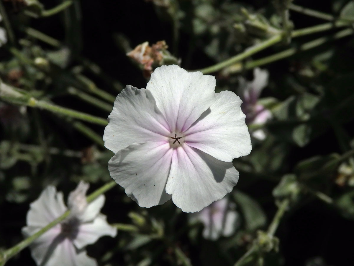 Kohoutek věncový (Lychnis coronaria Desr.) se světlými květy