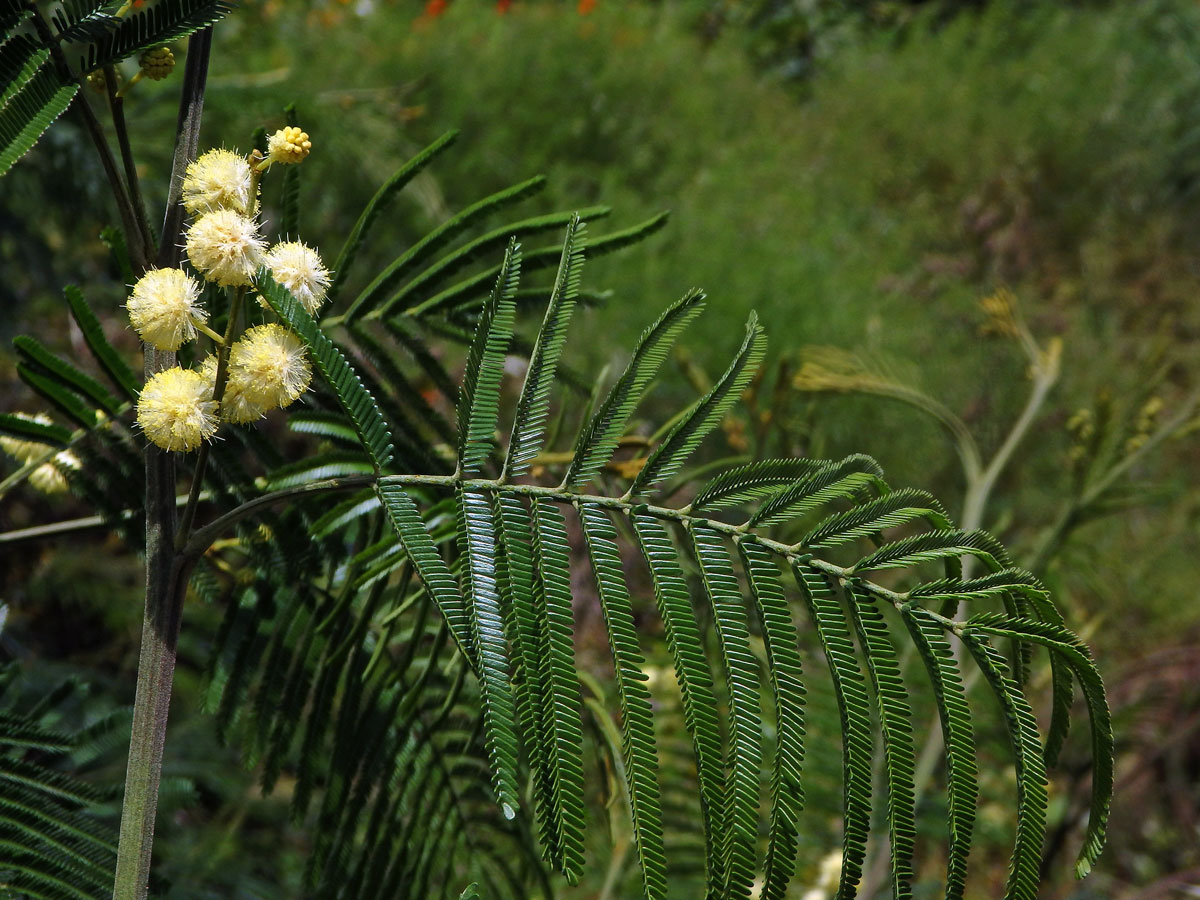 Akácie (Kapinice) (Acacia mearnsii De Wild.)