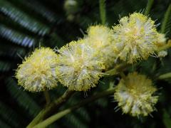 Akácie (Kapinice) (Acacia mearnsii De Wild.)