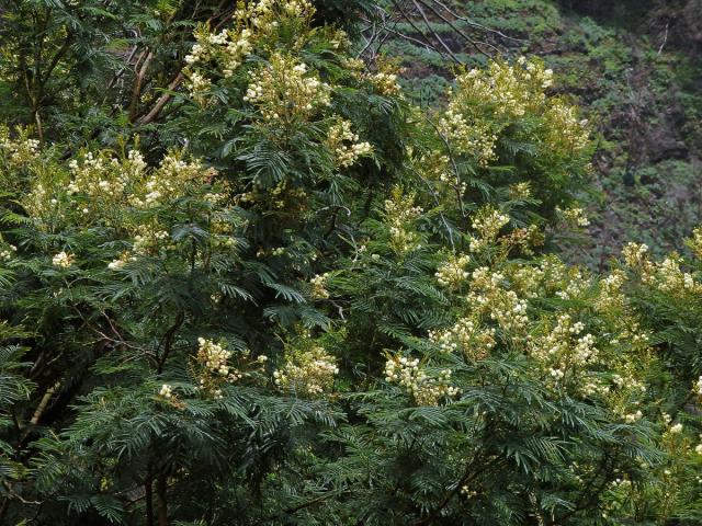 Akácie (Kapinice) (Acacia mearnsii De Wild.)