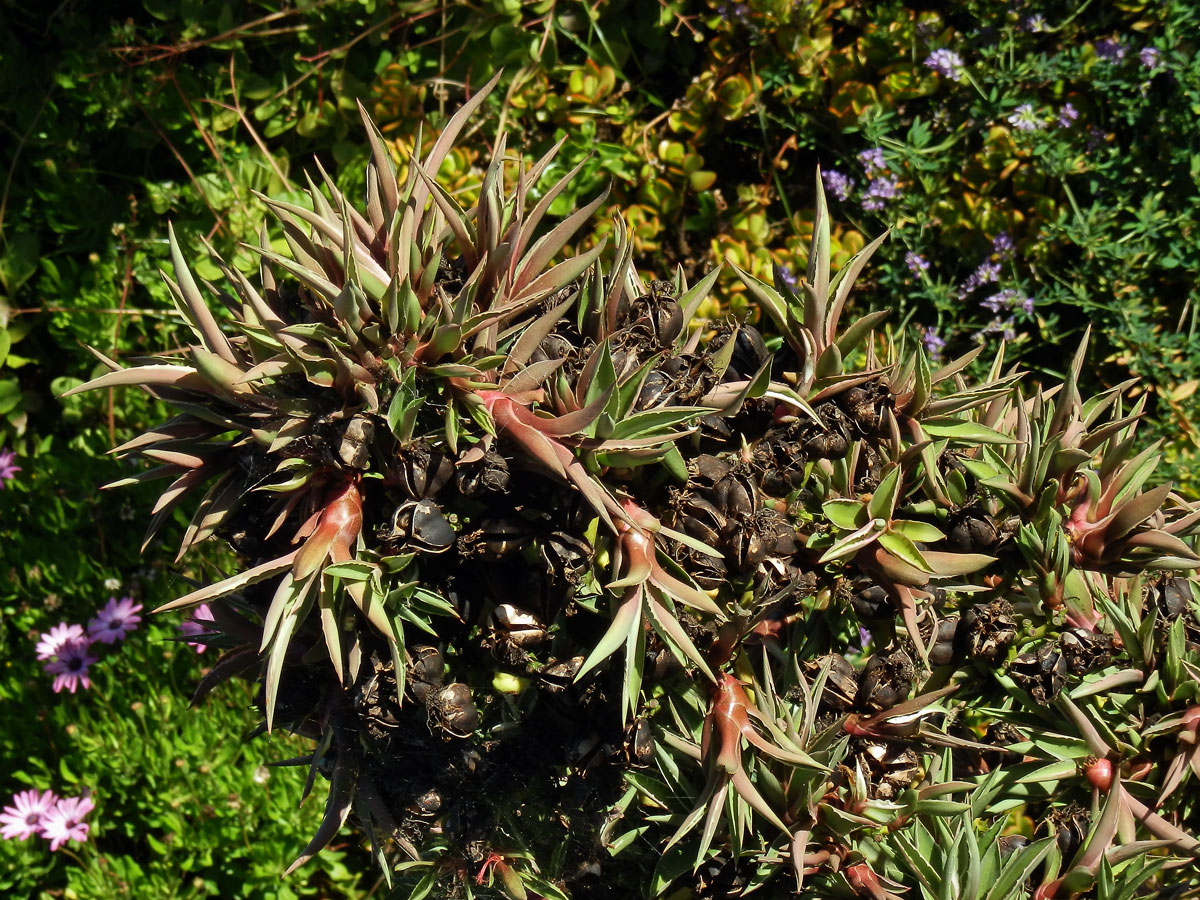 Agave obecná (Agave americana L.), proliferace květenství (2b)