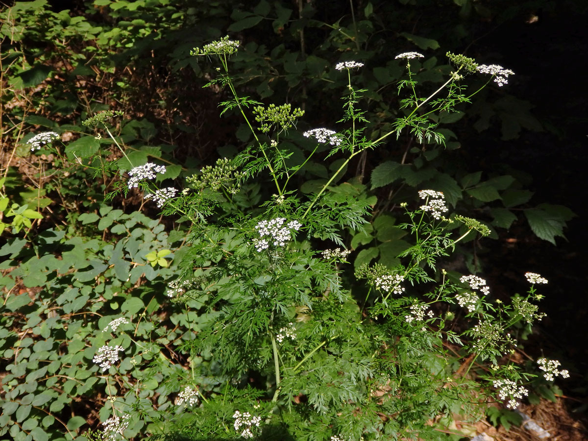 Tetlucha vznešená (Aethusa cynapioides M. Bieb.)