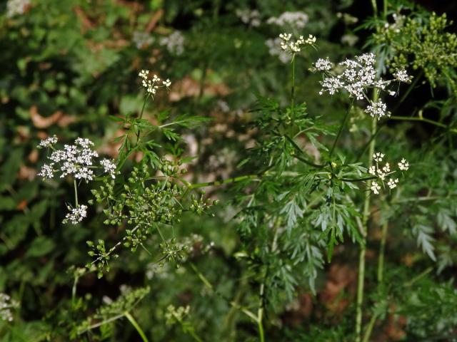 Tetlucha vznešená (Aethusa cynapioides M. Bieb.)