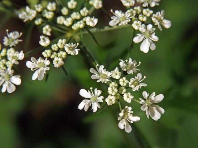 Tetlucha vznešená (Aethusa cynapioides M. Bieb.)