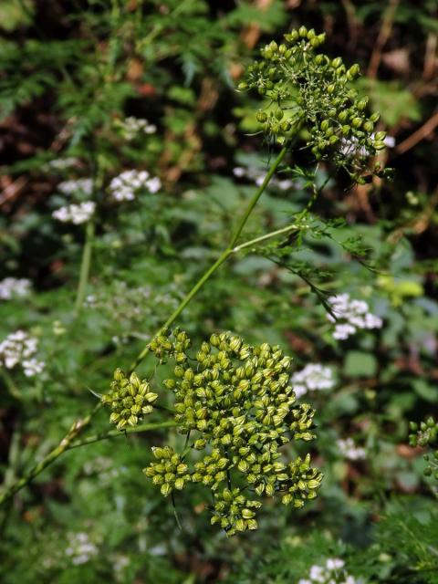 Tetlucha vznešená (Aethusa cynapioides M. Bieb.)