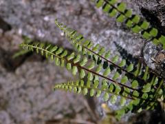 Sleziník nepravý (Asplenium adulterinum Milde)