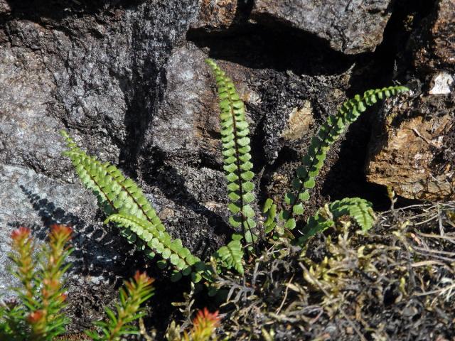 Sleziník nepravý (Asplenium adulterinum Milde)