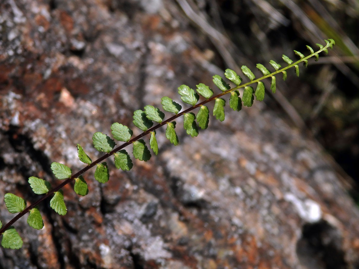 Sleziník nepravý (Asplenium adulterinum Milde)