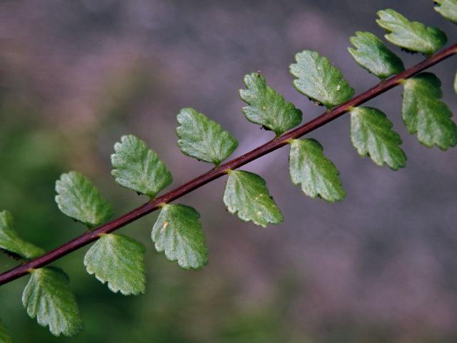 Sleziník nepravý (Asplenium adulterinum Milde)