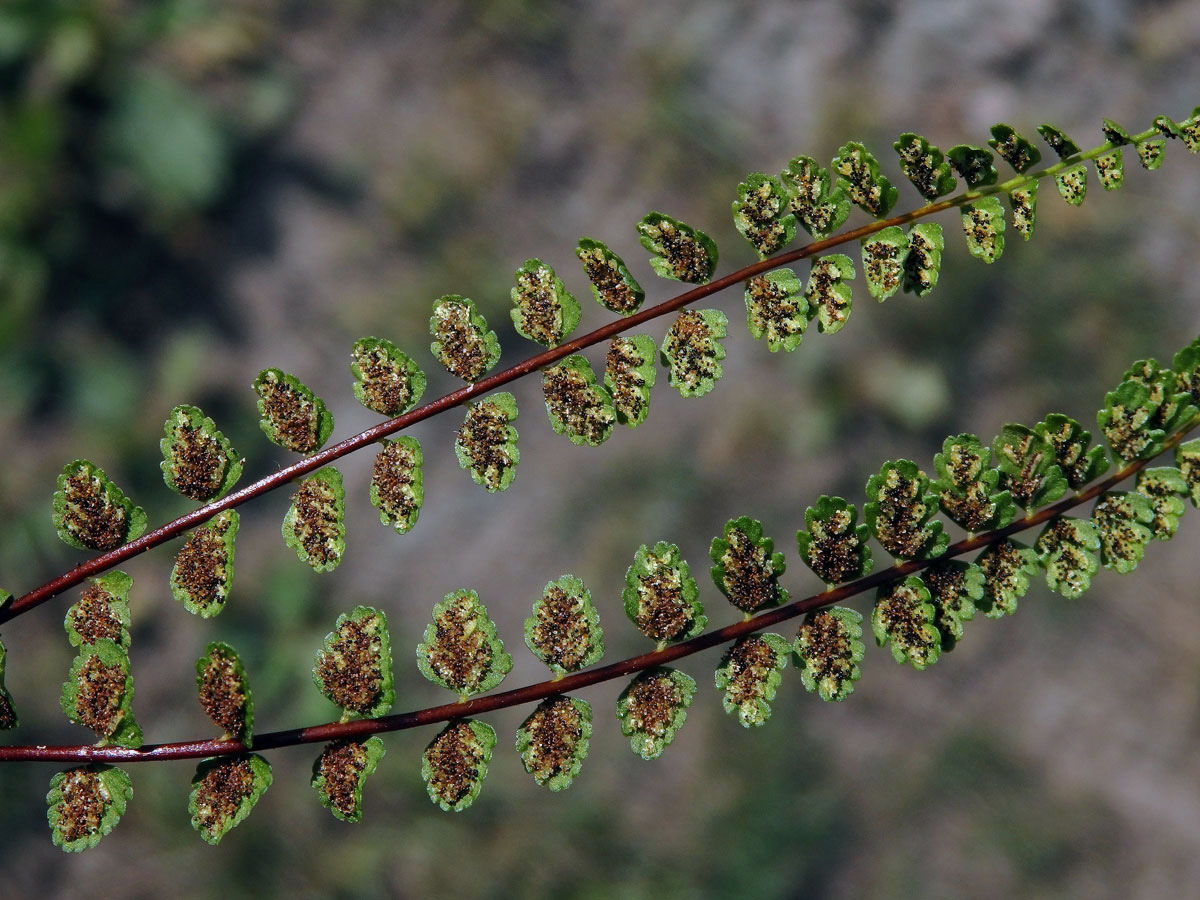 Sleziník nepravý (Asplenium adulterinum Milde)