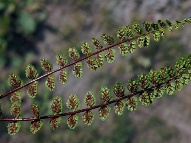 Sleziník nepravý (Asplenium adulterinum Milde)