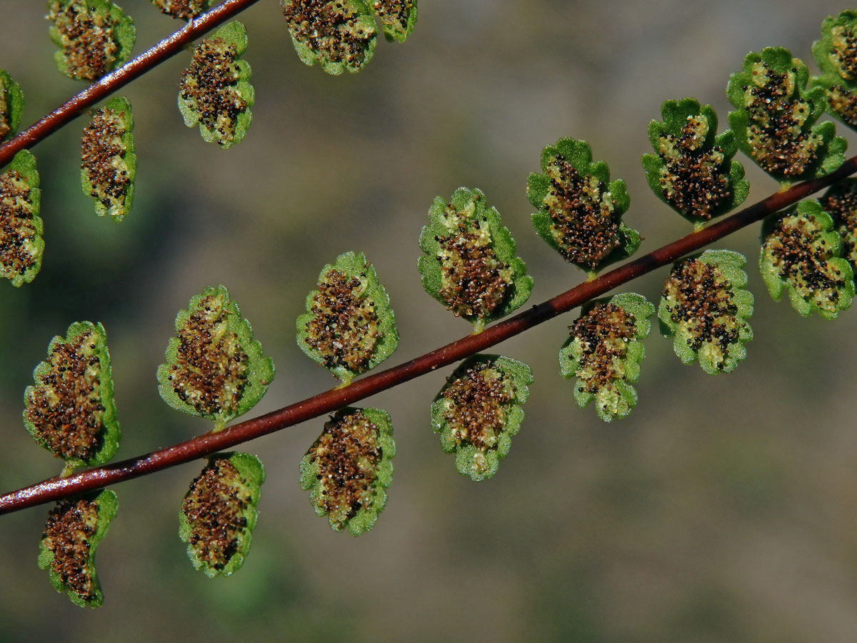 Sleziník nepravý (Asplenium adulterinum Milde)