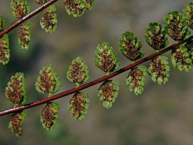 Sleziník nepravý (Asplenium adulterinum Milde)