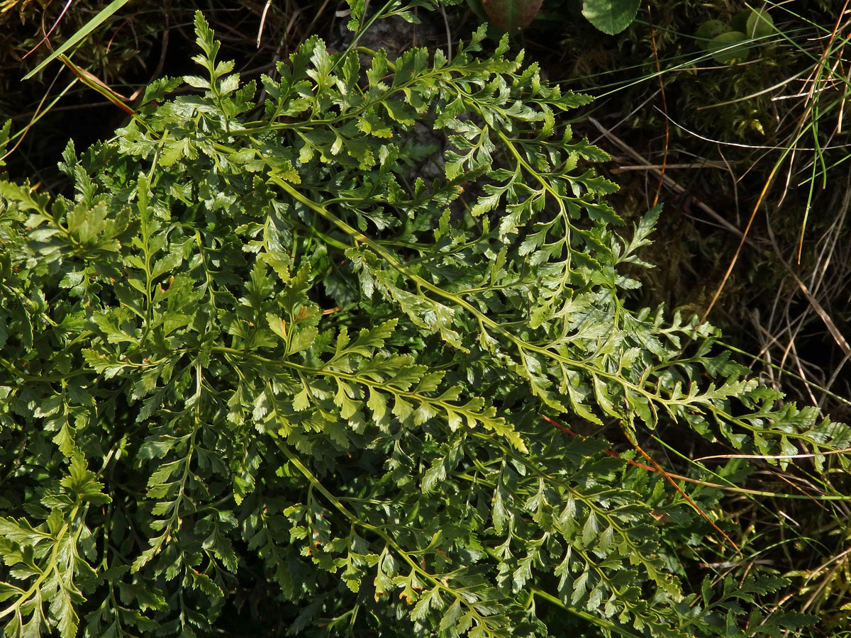 Sleziník hadcový (Asplenium cuneifolium Viv.)