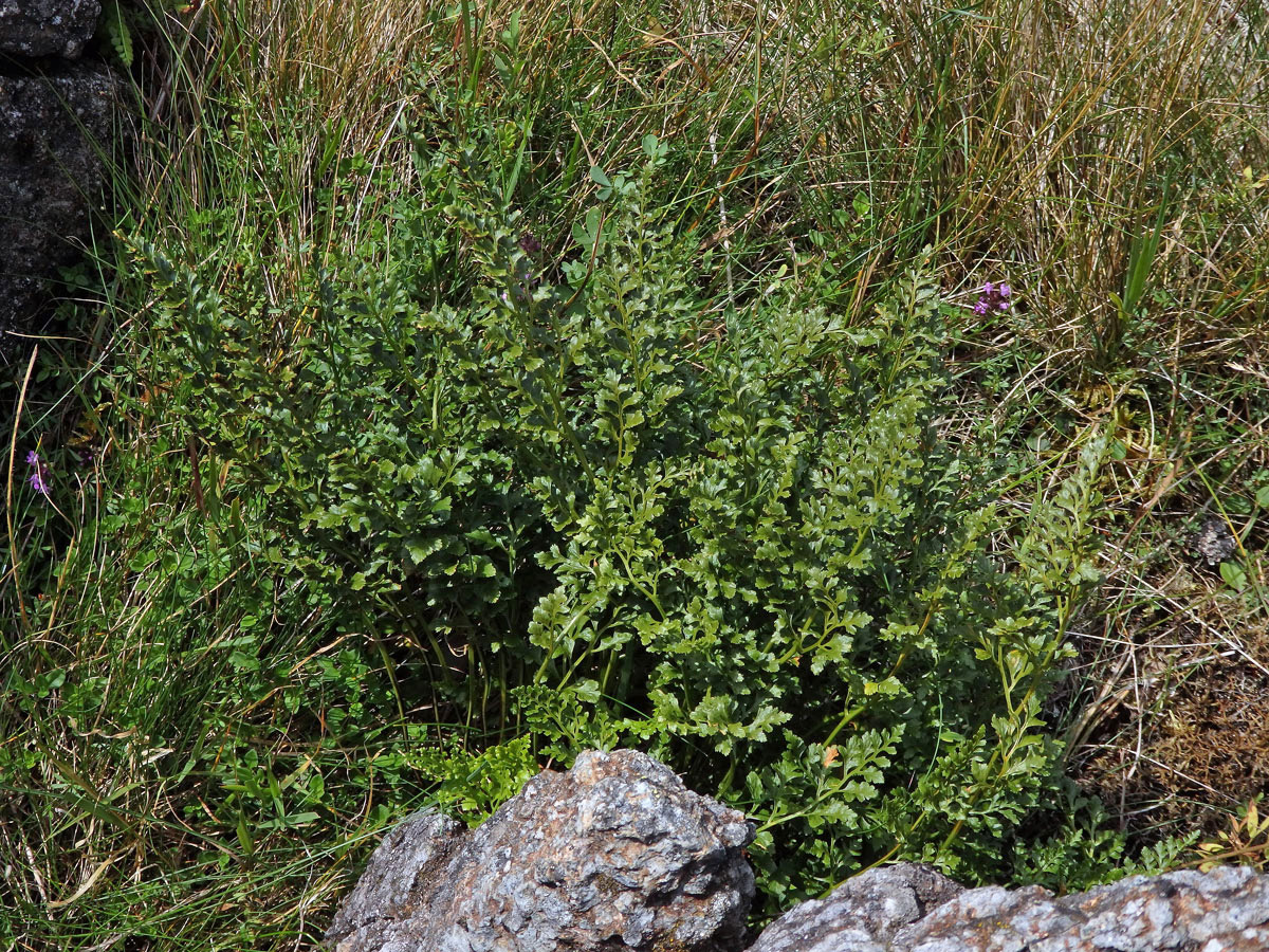 Sleziník hadcový (Asplenium cuneifolium Viv.)