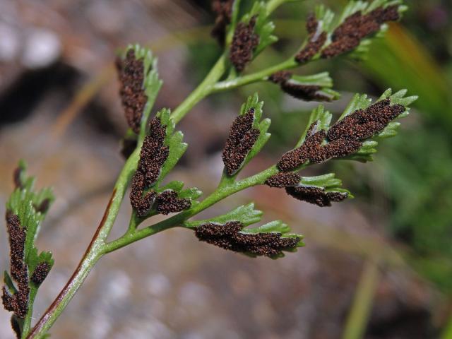 Sleziník hadcový (Asplenium cuneifolium Viv.)