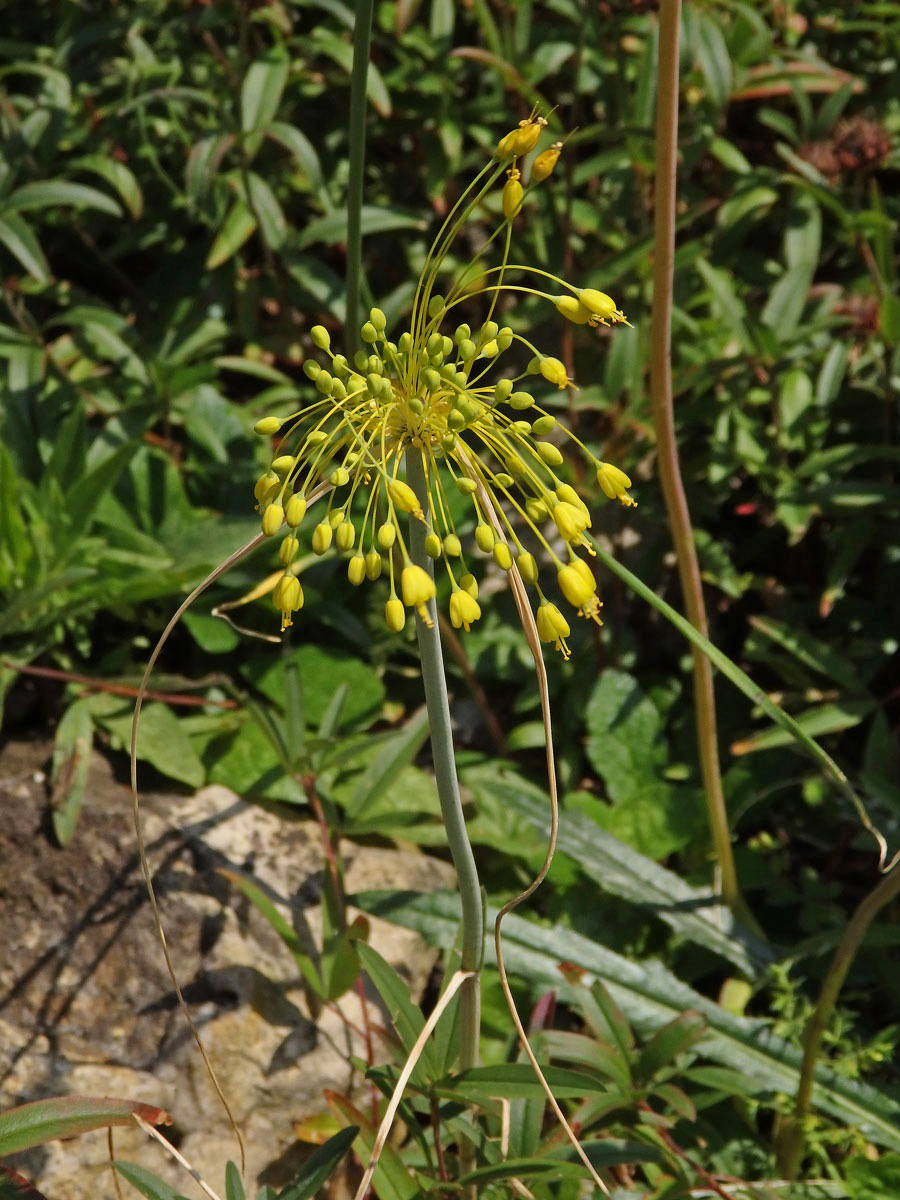 Česnek žlutý (Allium flavum L.)