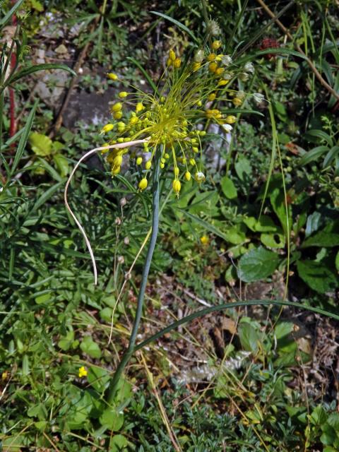 Česnek žlutý (Allium flavum L.)