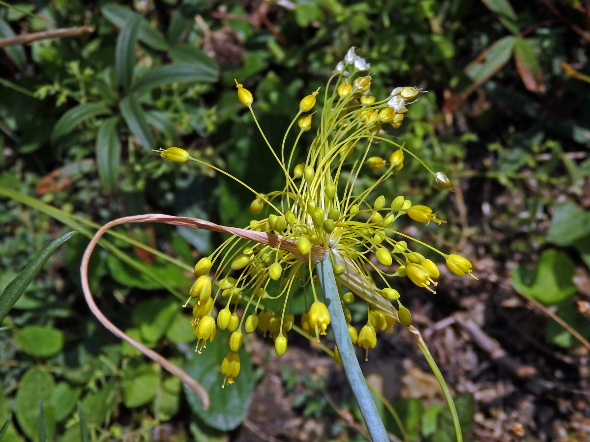 Česnek žlutý (Allium flavum L.)