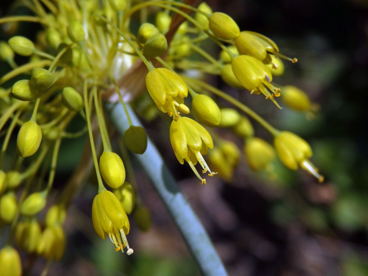 Česnek žlutý (Allium flavum L.)