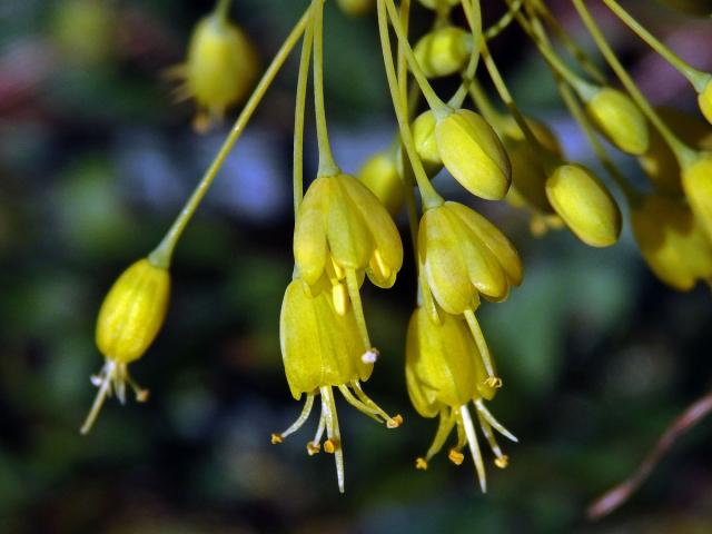 Česnek žlutý (Allium flavum L.)