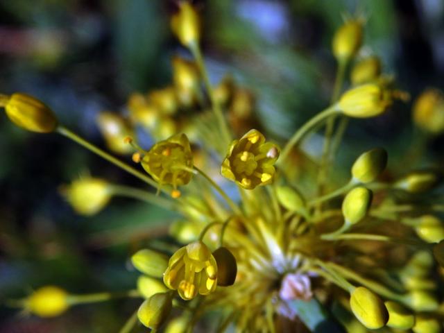 Česnek žlutý (Allium flavum L.)