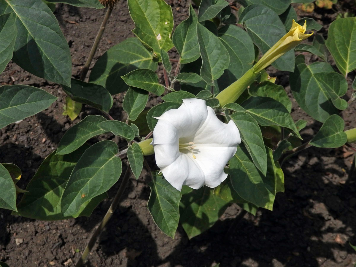 Durman metelový (Datura metel L.)